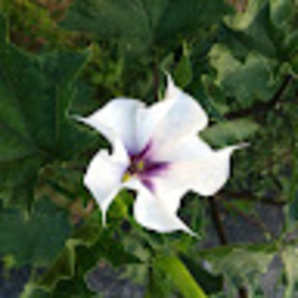 lynlavender